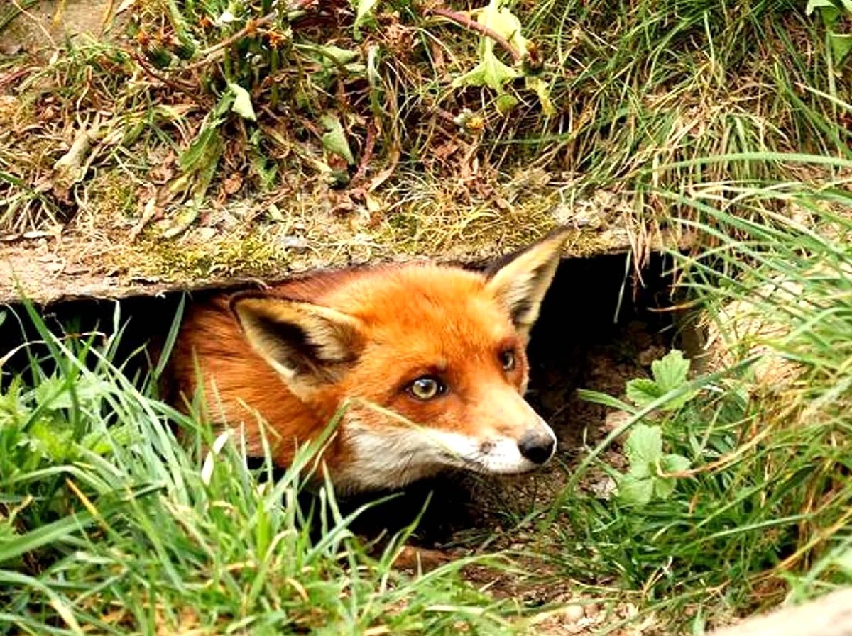 Лиса у норы