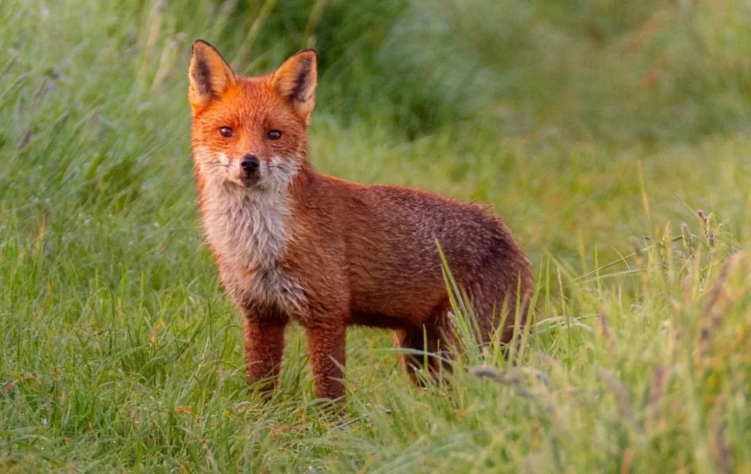 Молодая лиса